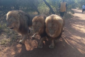 marcher avec les lions