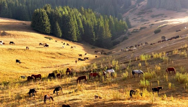 Hills, Horses & Hospitality in Kazakhstan