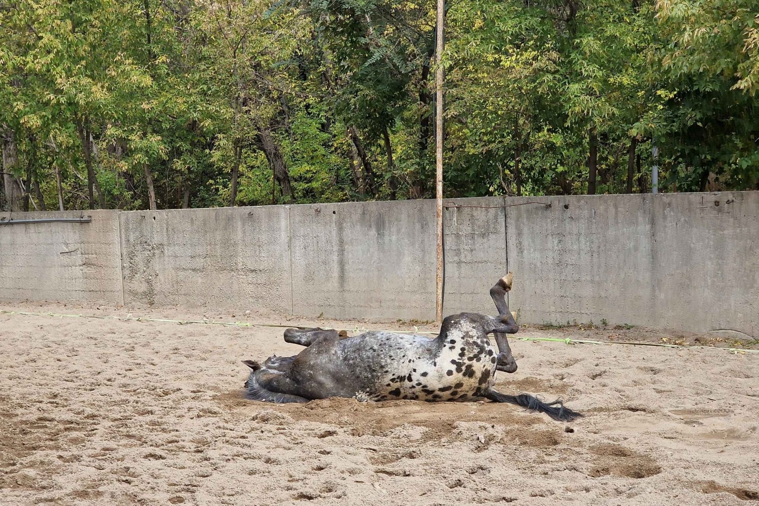 Almaty: Custom city tour, Shymbulak & Horseback-riding