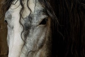 Almaty: Custom city tour, Shymbulak & Horseback-riding