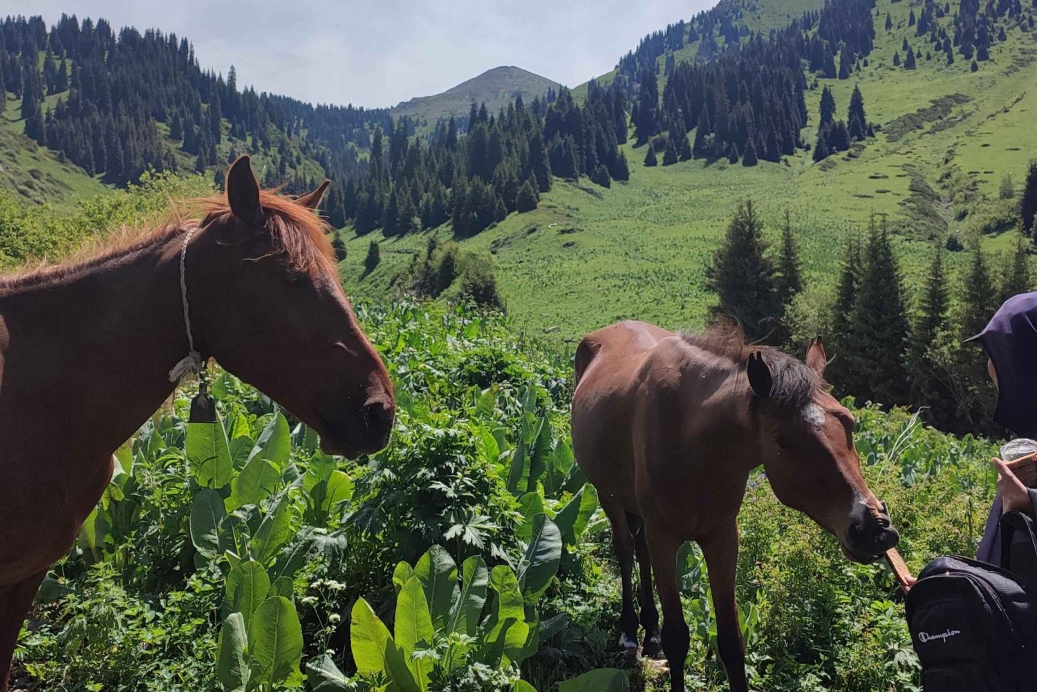 Almaty: Family Hiking Tour in the Tian Shan Mountains