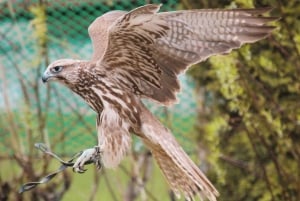 Almaty: Senderismo por la Ruta Japonesa y Espectáculo de Caza de Aves Salvajes