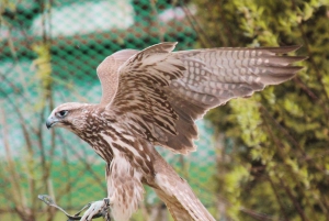 Almaty: Wandelen over de Japanse Weg en Wild Jagen Vogelshow