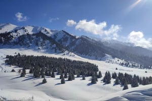 Almaty: Hiking to the High Mountain Pasture Kok Zhailau