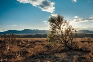 Altyn-Emel-Nationalpark: 1-tägiges Abenteuer