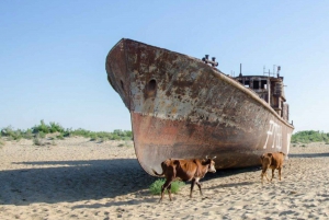 Aral Sea One Day Tour from Tashkent