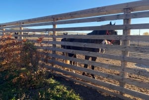 Астана: 3 дня и 2 ночи на ранчо, конные прогулки по окрестностям деревни