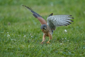 Big Almaty Lake and Falcon Show