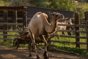 Från Almaty: 2-dagars yurtläger, ridtur och jeeptur