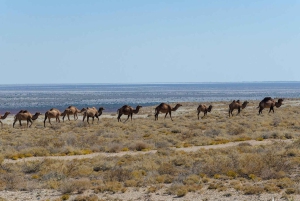 Von Chiwa zum Aralsee 2 Tage eine Übernachtung in der Jurte