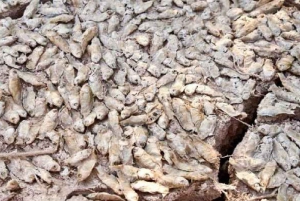 Von Chiwa zum Aralsee 2 Tage eine Übernachtung in der Jurte