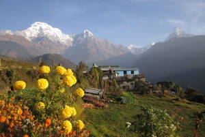 Mohare Danda – Ghorepani – Poon Hill Trek – 7 dagar