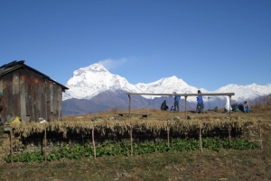 Mohare Danda – Ghorepani – Poon Hill Trek – 7 dagar