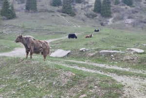 Skyline Hike in Almaty: Bukreev Peak