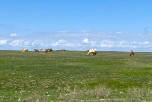 Tanbaly-ravinen: Forntida hällristningar UNESCO-världsarv, dagstur