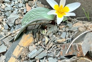 Tanbaly-ravinen: Forntida hällristningar UNESCO-världsarv, dagstur