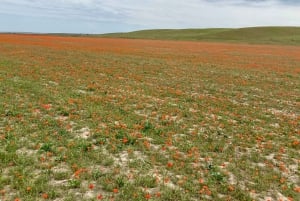 Tanbaly-ravinen: Forntida hällristningar UNESCO-världsarv, dagstur