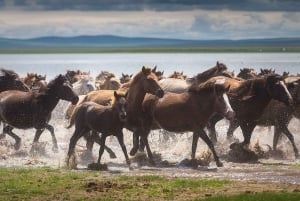 Ulaanbaatar: Small Group 3-Day Best of Central Mongolia Tour