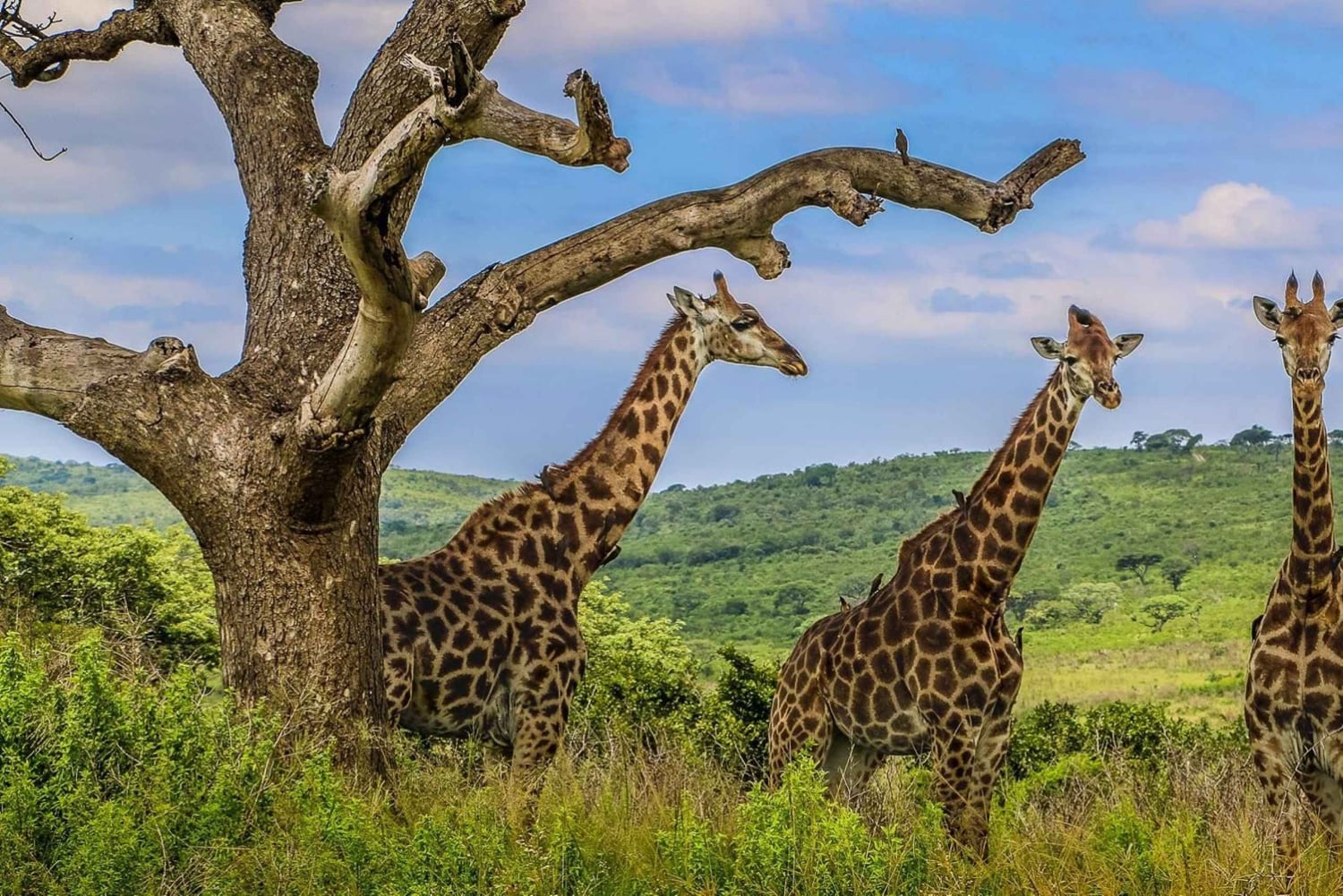 03 DAGARS SPÄNNANDE SAFARI I MASAI MARA