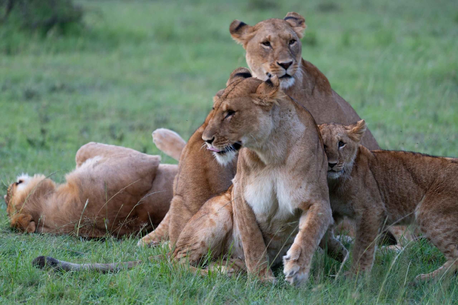 03 DAGARS SPÄNNANDE SAFARI I MASAI MARA