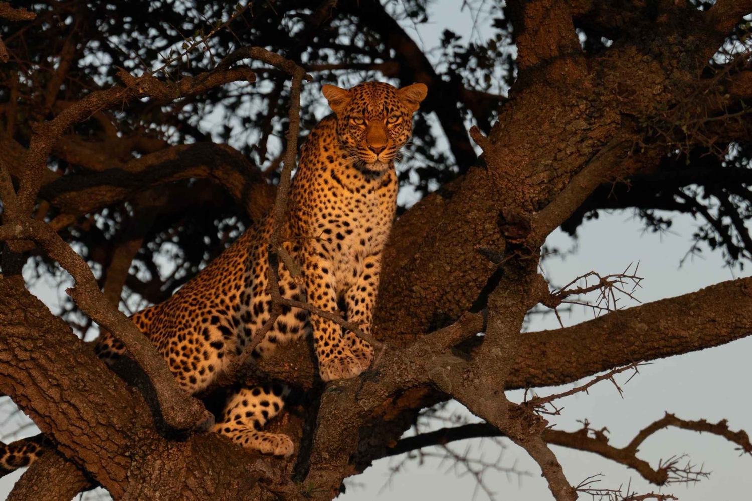 03 DAGARS SPÄNNANDE SAFARI I MASAI MARA