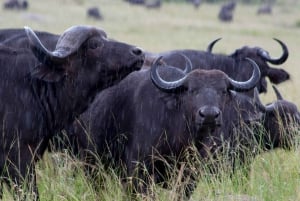 03 DAGARS SPÄNNANDE SAFARI I MASAI MARA