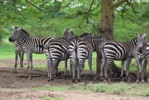 03 DAGARS SPÄNNANDE SAFARI I MASAI MARA
