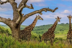 03 DAGARS SPÄNNANDE SAFARI I MASAI MARA