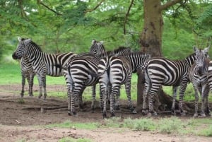 03 DAGARS SPÄNNANDE SAFARI I MASAI MARA