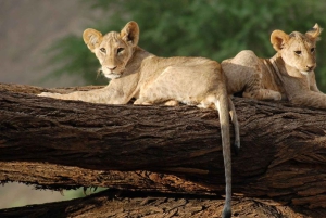 03 DAGARS SPÄNNANDE SAFARI I MASAI MARA