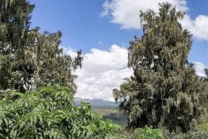 Experiência de safári de 1 dia no Parque Nacional de Aberdare