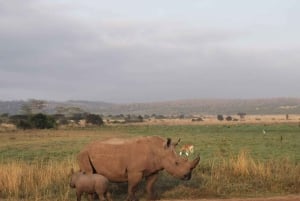 1 Day Amboseli National Park Tour With Masai Village Tour