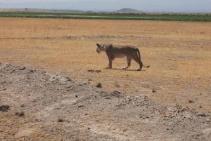 1 Day Amboseli National Park Tour With Masai Village Tour