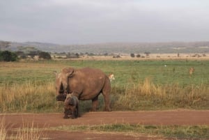 1 Day Amboseli National Park Tour With Masai Village Tour