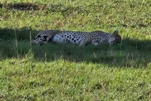 1 jour de safari dans le Masai Mara