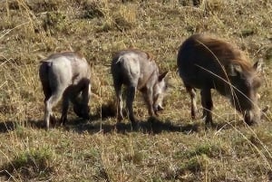 1 jour de safari dans le Masai Mara