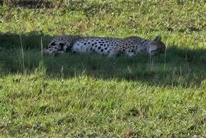 1 jour de safari dans le Masai Mara