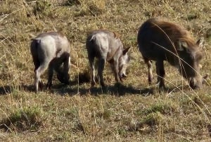 1 jour de safari dans le Masai Mara
