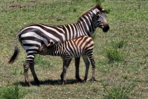 1 jour de safari dans le Masai Mara