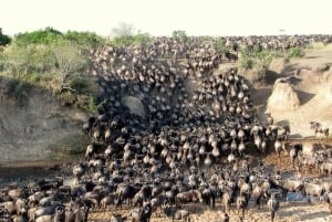 1 jour de safari dans le Masai Mara