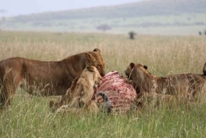 1 jour de safari dans le Masai Mara