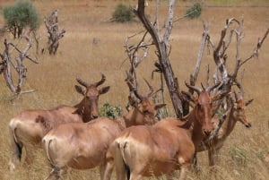 1 jour de safari dans le Masai Mara