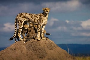 1 jour de safari dans le Masai Mara