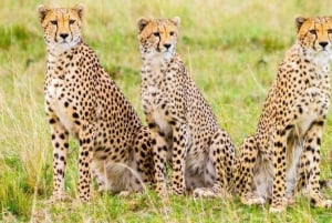 1 jour de safari dans le Masai Mara