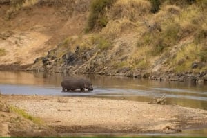 1 jour de safari dans le Masai Mara