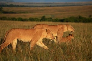 1 jour de safari dans le Masai Mara
