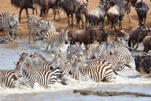 1 jour de safari dans le Masai Mara