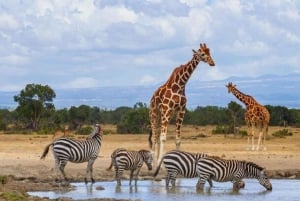 1 jour de safari dans le Masai Mara