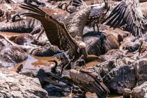 1 jour de safari dans le Masai Mara