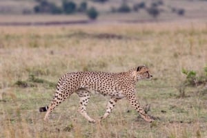 1 jour de safari dans le Masai Mara